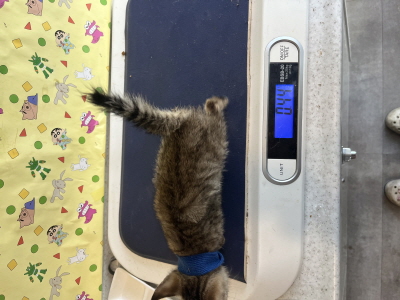 (사)동부동물보호협회_426330202500395